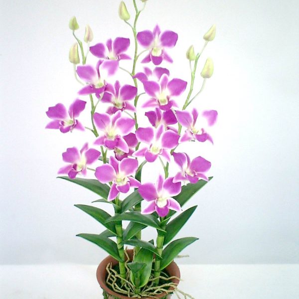 1018-4(1.90 USD)
