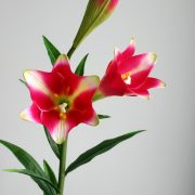 2112-6# (H 68 cm)