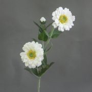 2319 #1(62 cm)