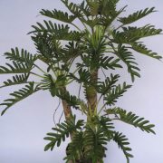 BL-078 (H120 cm)