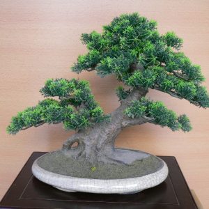25cm
