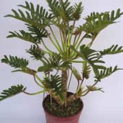 BS-078 (H70 cm)