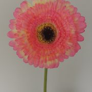 DSCN9306
